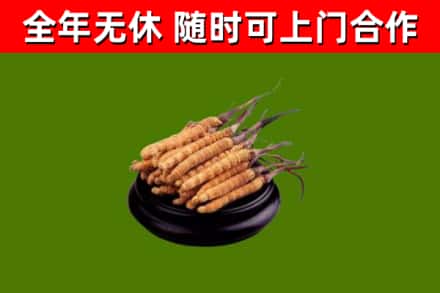 津市回收散虫草
