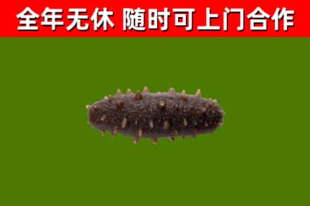 津市回收海参干